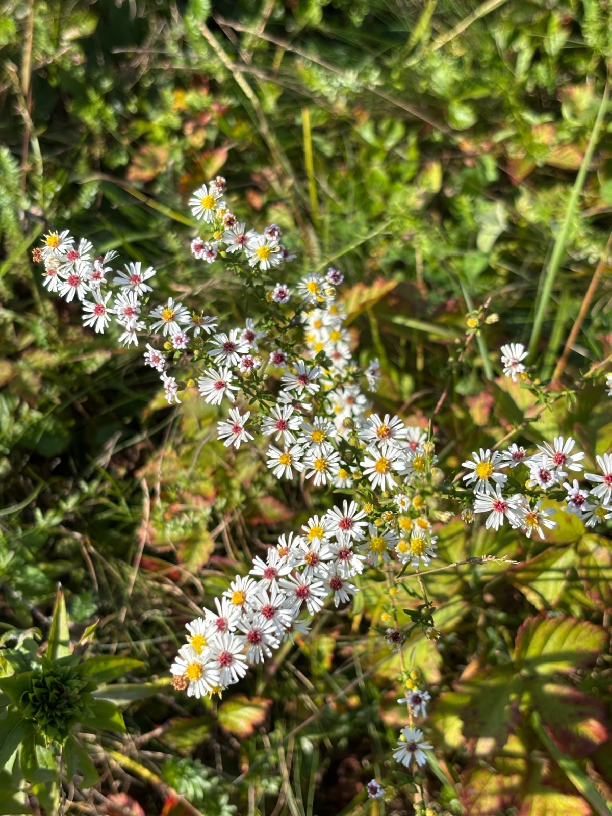 White wild asters blooming along the edge of the field in early fall