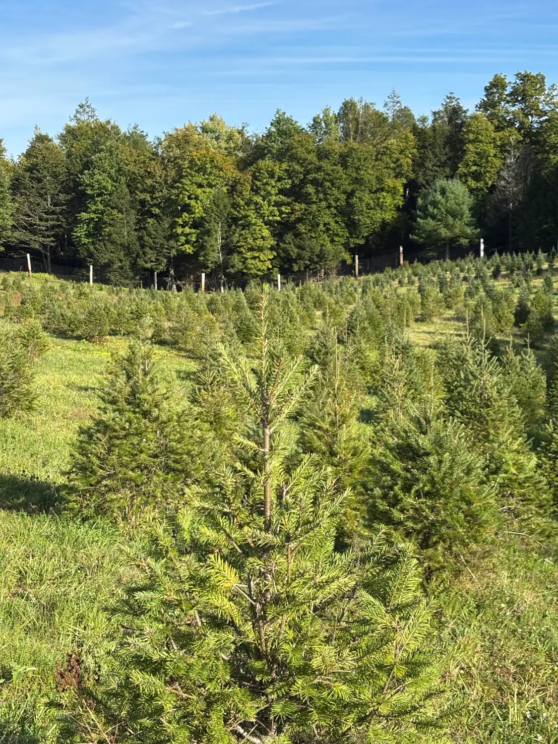 Christmas trees covering the hillside below the tree line
