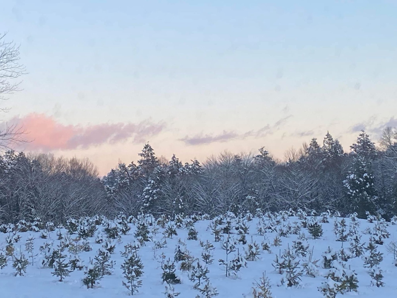 Snow-covered young Christmas trees at sunset