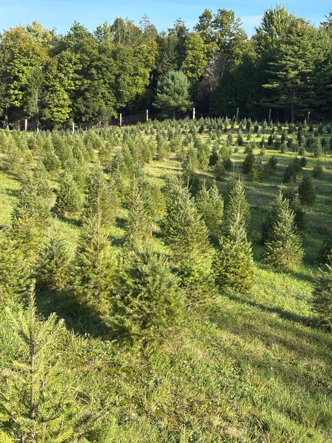 Rows of Christmas trees growing on the hillside