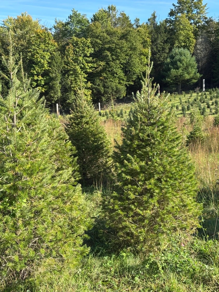Full, healthy Christmas trees growing in the field