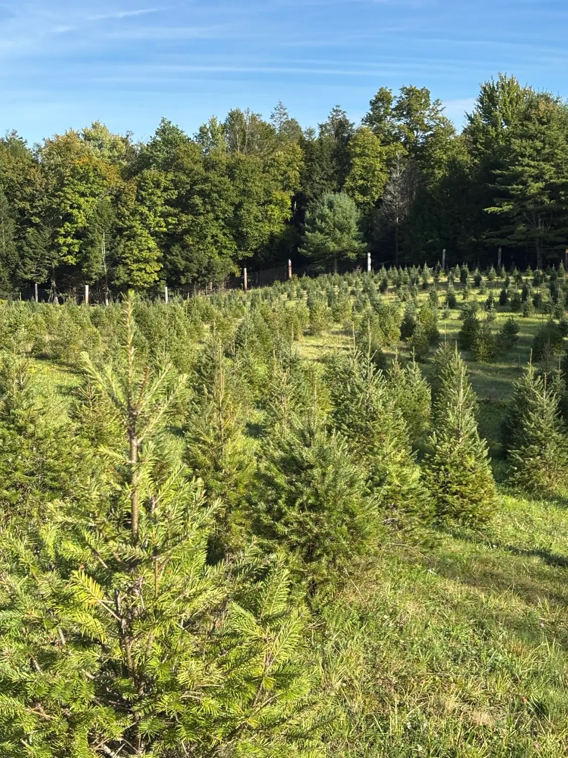 A young tree in front of rows of growing Christmas trees