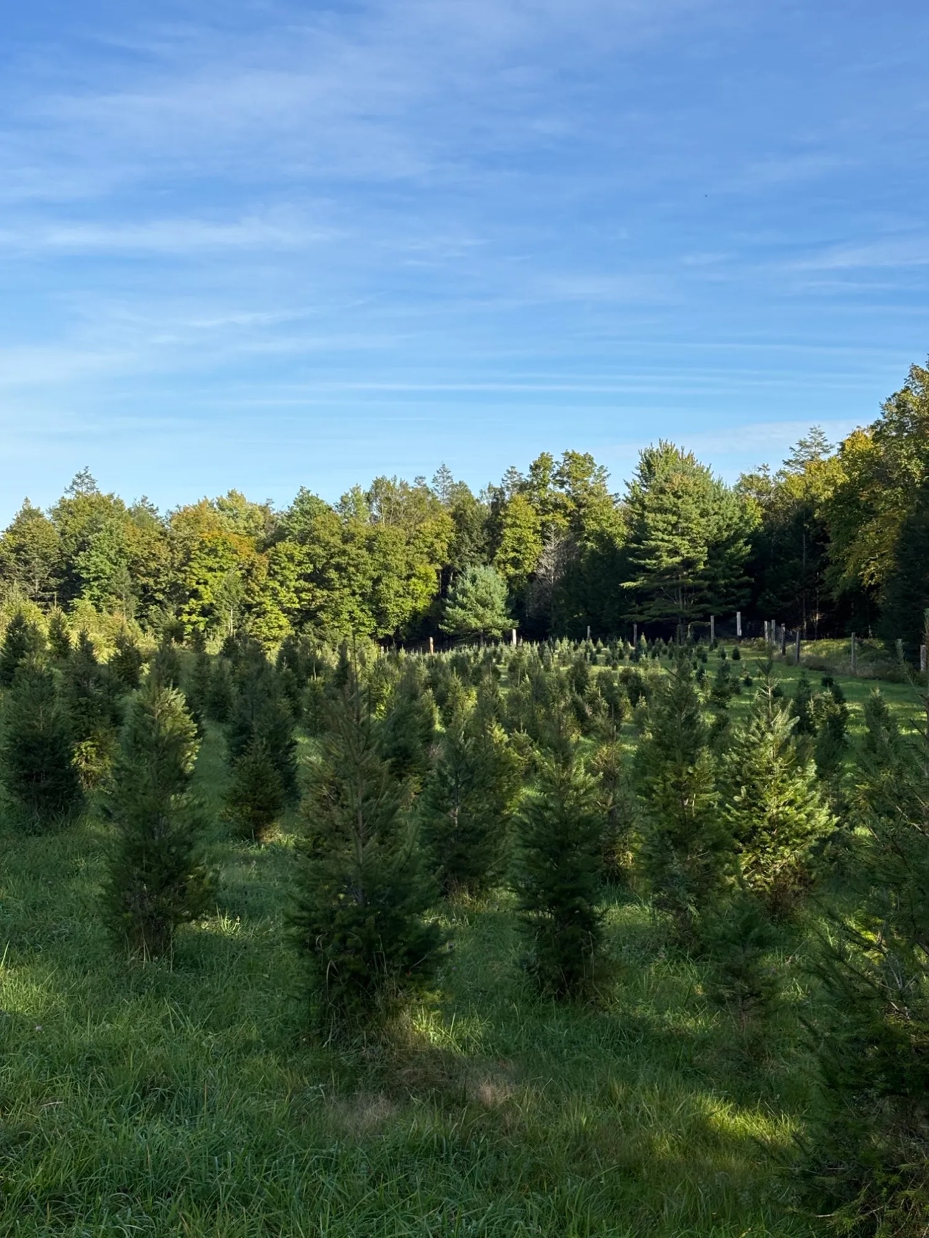 Rows of Christmas trees under a big blue sky