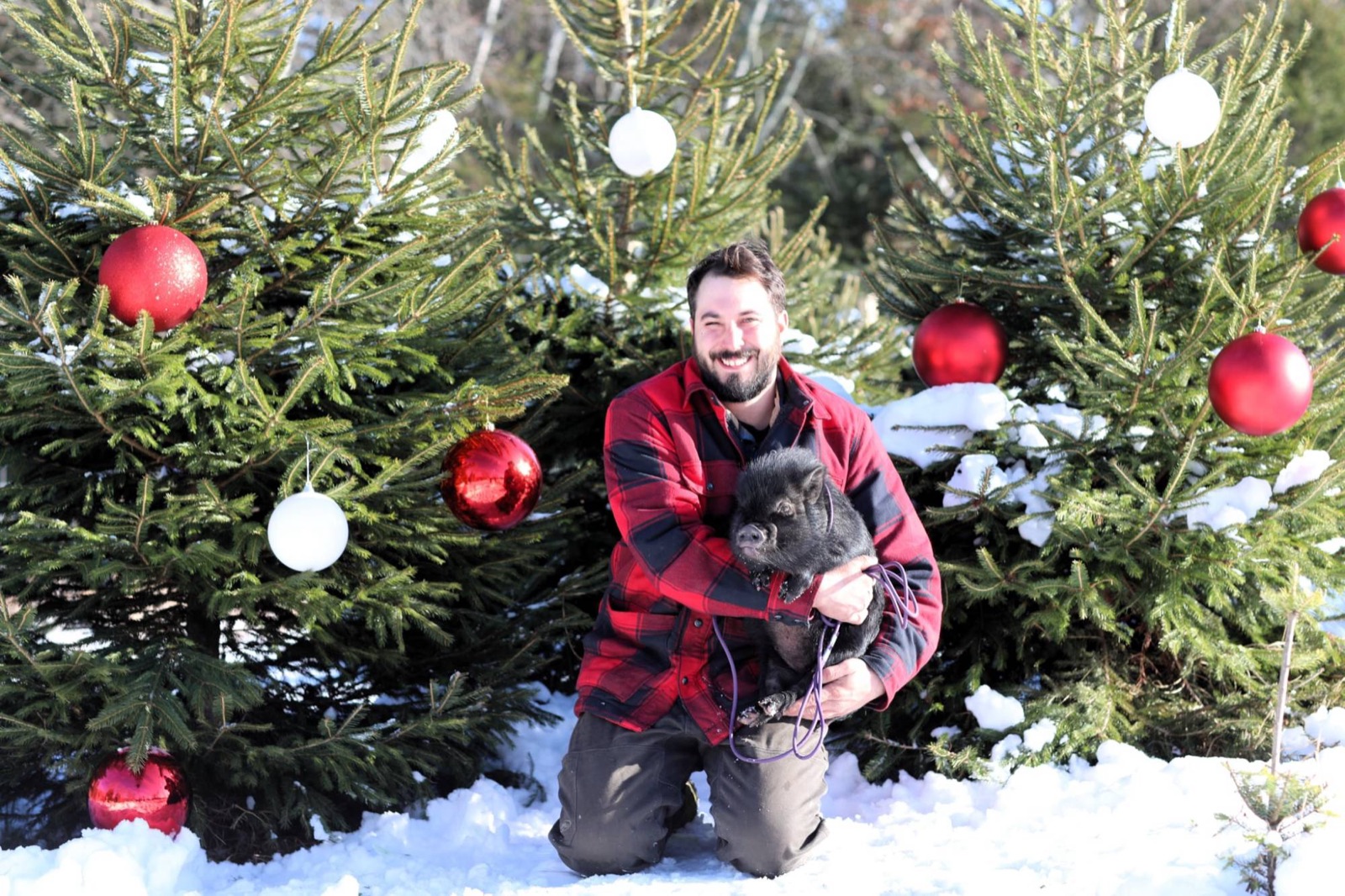 Smiling visitor hugging a small black pig among snowy decorated Christmas trees