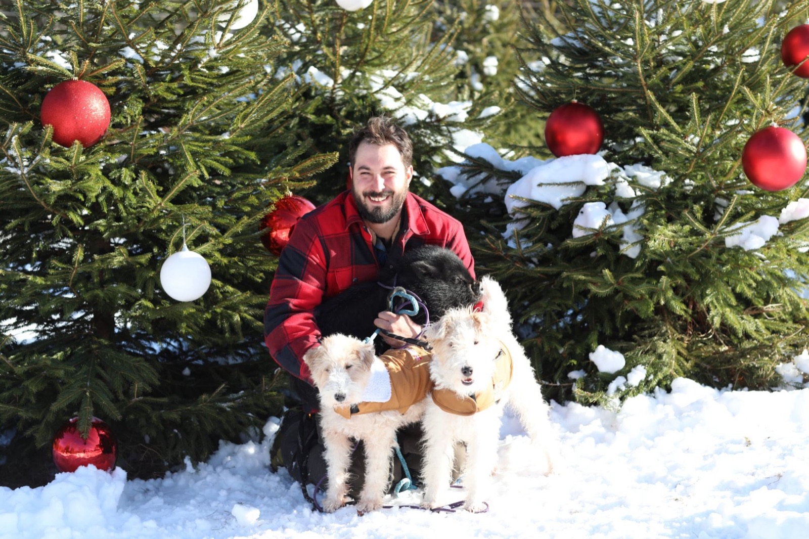 Smiling visitor in red plaid with a black pig and two fluffy white terriers in coats